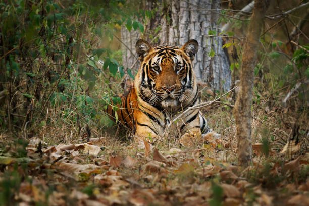 Nagarahole Safari