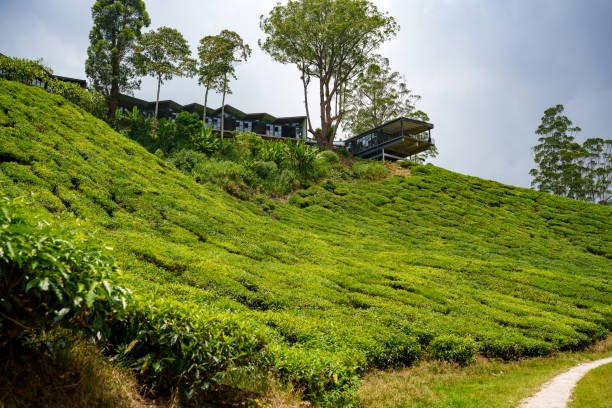 Tea Estate
